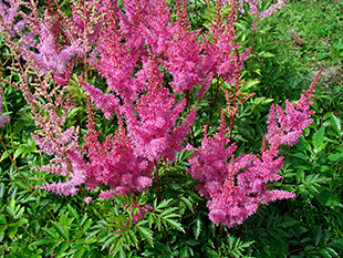 Астильба Gloria Purpurea